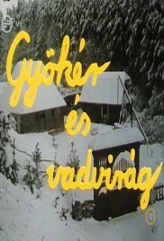 Gyökér és vadvirág
