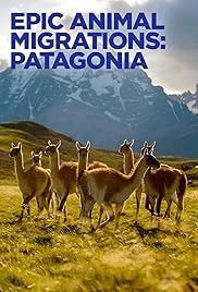 Lenyűgöző állatvándorlások: Patagónia